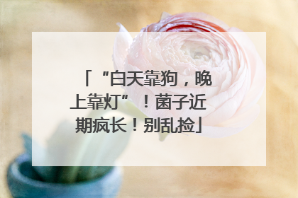 “白天靠狗，晚上靠灯”！菌子近期疯长！别乱捡