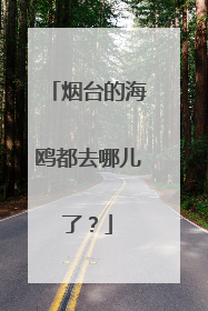 烟台的海鸥都去哪儿了？