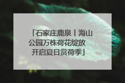 石家庄鹿泉丨海山公园万株荷花绽放 开启夏日赏荷季