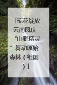琼花绽放 云南凤庆“山野精灵”舞动原始森林（组图）