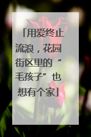 用爱终止流浪，花园街区里的“毛孩子”也想有个家
