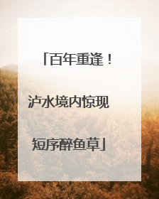 百年重逢！泸水境内惊现短序醉鱼草