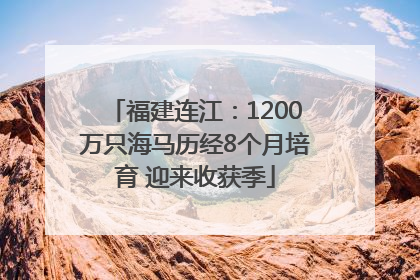 福建连江：1200万只海马历经8个月培育 迎来收获季