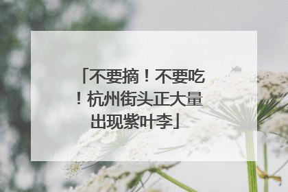 不要摘！不要吃！杭州街头正大量出现紫叶李