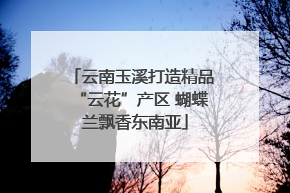 云南玉溪打造精品“云花”产区 蝴蝶兰飘香东南亚