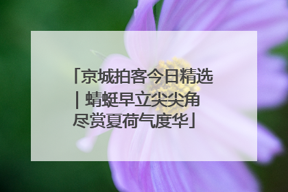 京城拍客今日精选｜蜻蜓早立尖尖角 尽赏夏荷气度华