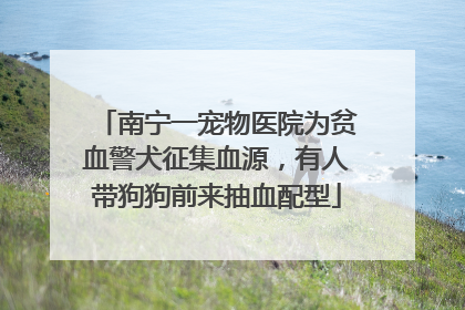 南宁一宠物医院为贫血警犬征集血源，有人带狗狗前来抽血配型
