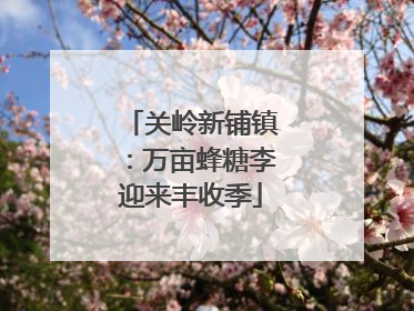 关岭新铺镇：万亩蜂糖李迎来丰收季