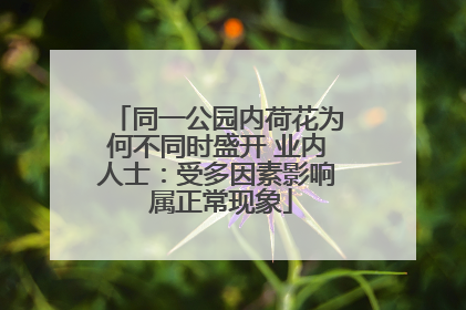 同一公园内荷花为何不同时盛开 业内人士：受多因素影响 属正常现象