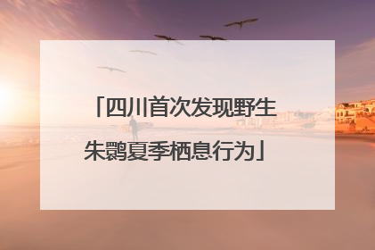 四川首次发现野生朱鹮夏季栖息行为