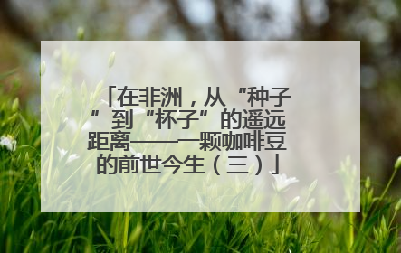 在非洲，从“种子”到“杯子”的遥远距离——一颗咖啡豆的前世今生（三）