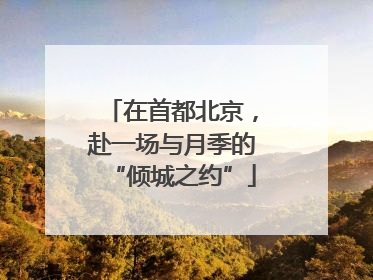 在首都北京，赴一场与月季的“倾城之约”