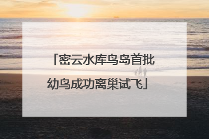 密云水库鸟岛首批幼鸟成功离巢试飞