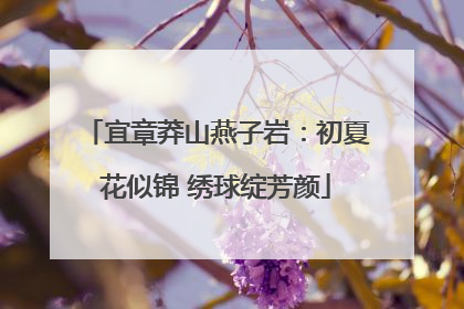 宜章莽山燕子岩：初夏花似锦 绣球绽芳颜