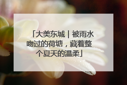 大美东城｜被雨水吻过的荷塘，藏着整个夏天的温柔