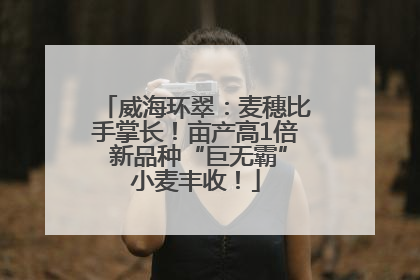 威海环翠：麦穗比手掌长！亩产高1倍 新品种“巨无霸”小麦丰收！