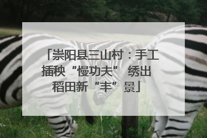 崇阳县三山村：手工插秧“慢功夫” 绣出稻田新“丰”景