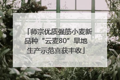师宗优质强筋小麦新品种“云麦80”旱地生产示范喜获丰收