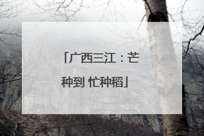 广西三江：芒种到 忙种稻