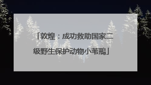 敦煌：成功救助国家二级野生保护动物小苇鳽
