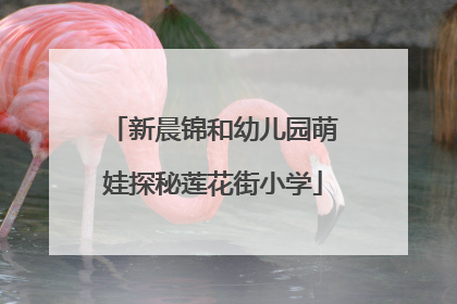 新晨锦和幼儿园萌娃探秘莲花街小学