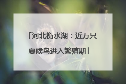 河北衡水湖：近万只夏候鸟进入繁殖期