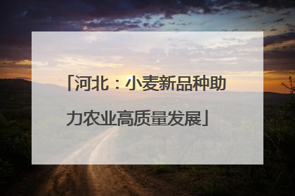 河北：小麦新品种助力农业高质量发展
