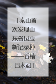 泰山首次发现山东省昆虫新记录种——香椿巴木虱