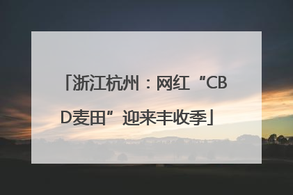 浙江杭州：网红“CBD麦田”迎来丰收季