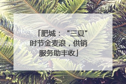 肥城：“三夏”时节金麦浪，供销服务助丰收