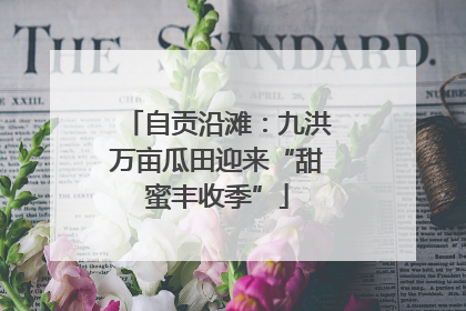 自贡沿滩：九洪万亩瓜田迎来“甜蜜丰收季”