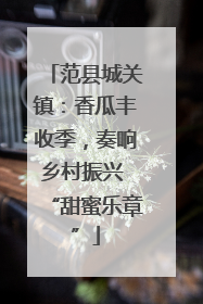 范县城关镇：香瓜丰收季，奏响乡村振兴 “甜蜜乐章”