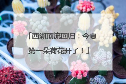 西湖顶流回归：今夏第一朵荷花开了！