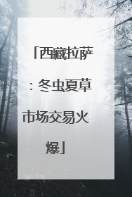 西藏拉萨：冬虫夏草市场交易火爆