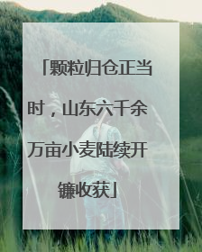 颗粒归仓正当时，山东六千余万亩小麦陆续开镰收获