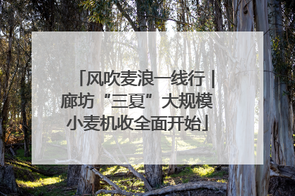 风吹麦浪一线行｜廊坊“三夏”大规模小麦机收全面开始