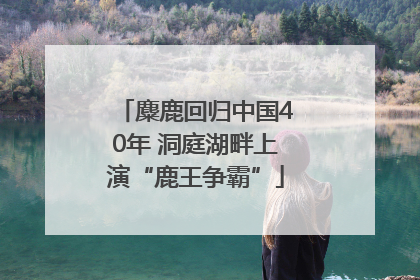 麋鹿回归中国40年 洞庭湖畔上演“鹿王争霸”