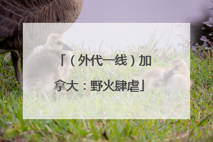 （外代一线）加拿大：野火肆虐