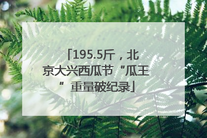 195.5斤，北京大兴西瓜节“瓜王”重量破纪录