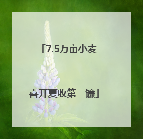 7.5万亩小麦喜开夏收第一镰
