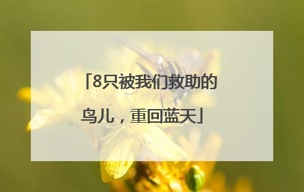 8只被我们救助的鸟儿，重回蓝天